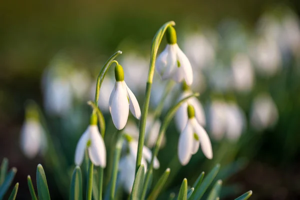 Snowdrop Latin Name Galanthus Nivalis White Flowers Blooming Spring — Photo