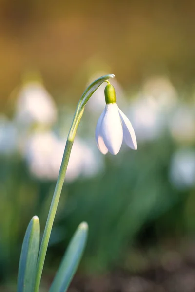 Snowdrop Latin Name Galanthus Nivalis White Flowers Blooming Spring — Stock fotografie