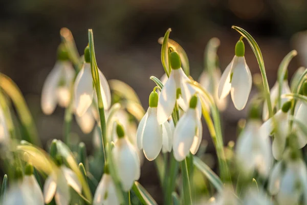 Snowdrop Latin Name Galanthus Nivalis White Flowers Blooming Spring — Photo