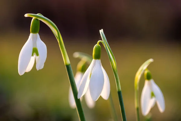 Sněhová Vločka Latinské Jméno Galanthus Nivalis Jaře Kvetou Bílé Květy — Stock fotografie