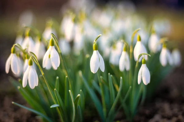 Snowdrop Latin Name Galanthus Nivalis White Flowers Blooming Spring — Stock fotografie