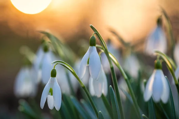 白雪公主的名字叫Galanthus Nivalis 在春天的夕阳下绽放着白花 — 图库照片