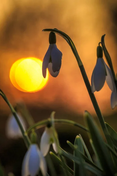 Snowdrop Latin Name Galanthus Nivalis White Flowers Blooming Spring Sunset — Stock fotografie