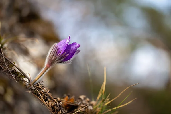 Pulsatilla Grandis Greater Pasque Flower Purple Flower Blurred Background Springtime — Stock Photo, Image