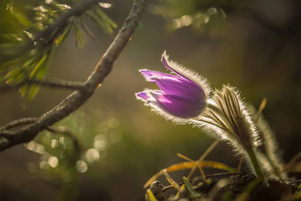 Pulsatilla Grandis Większy Paskowy Kwiat Fioletowy Kwiat Rozmytym Tle Wiosną — Zdjęcie stockowe