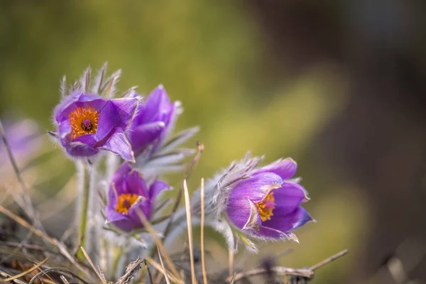 Pulsatilla Grandis Greater Pasque Flowers Purple Flowers Blurred Background Springtime — Stock Photo, Image