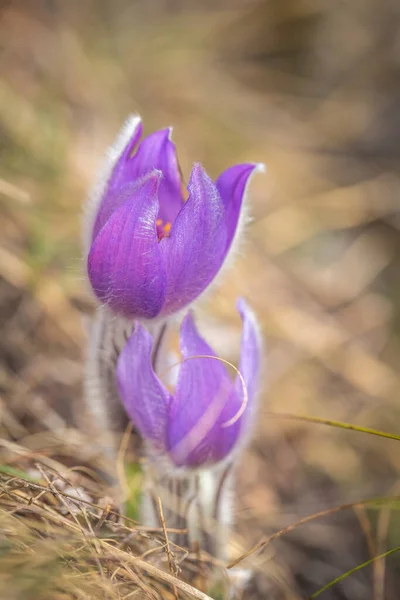 プラスキュラ グランディス より大きな桃の花 背景がぼやけた紫色の花を咲かせます — ストック写真