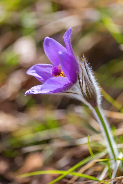 Pulsatilla Grandis Větší Pasque Květ Fialový Květ Rozmazaném Pozadí Jarním — Stock fotografie