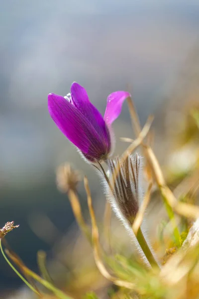 Pulsatilla Grandis Flor Pascual Más Grande Flor Púrpura Sobre Fondo — Foto de Stock