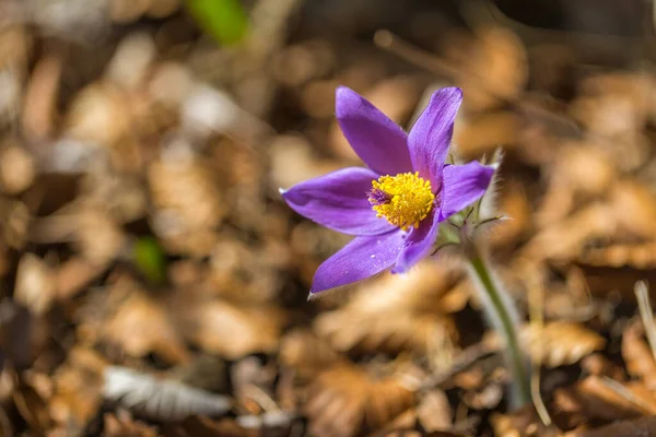 Pulsatilla Grandis Büyük Pask Çiçekler Bahar Mevsiminde Bulanık Bir Arkaplanda — Stok fotoğraf