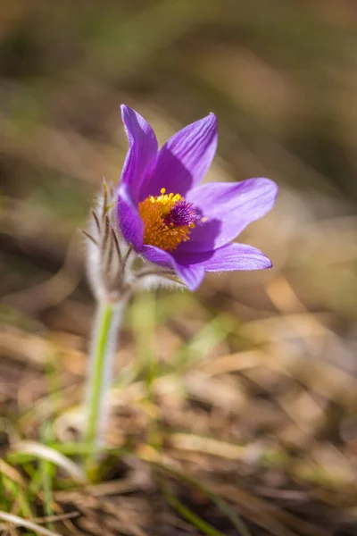 Pulsatilla Grandis Больше Паскский Цветок Пурпурный Цветок Размытом Фоне Весной — стоковое фото