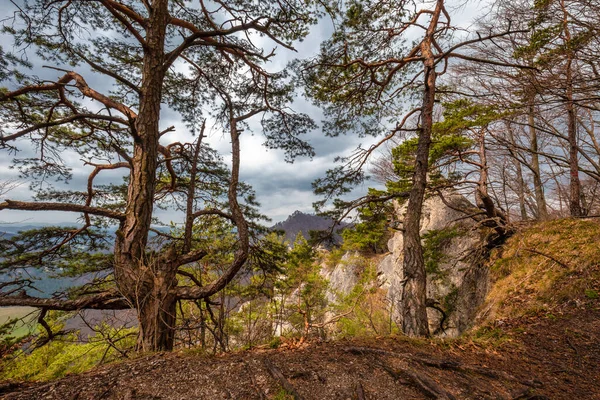 Bir Dağ Manzarasında Kayaların Yanında Çam Yetişiyor Ulusal Doğa Rezervi — Stok fotoğraf