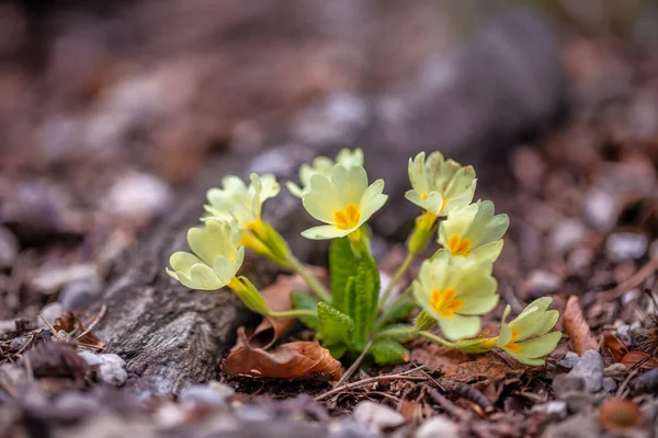 Primula Vulgaris Fleur Onagre Dans Forêt — Photo