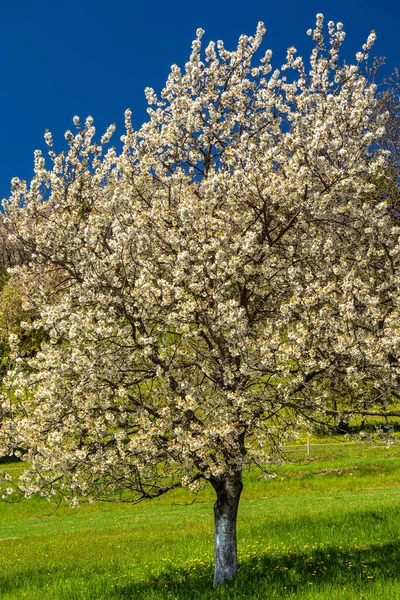 Wiosenny Krajobraz Wiejski Kwitnącymi Drzewami Owocowymi Słoneczny Dzień Wioska Hrinova — Zdjęcie stockowe