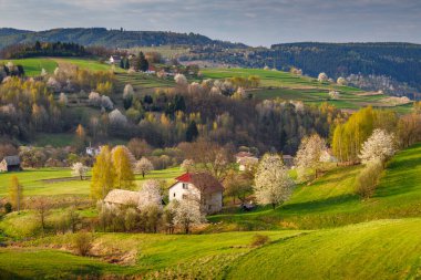 Güneşli bir günde çiçek açan meyve ağaçlarıyla ilkbahar kırsal manzarası. Slovakya, Avrupa 'daki Hrinova köyü