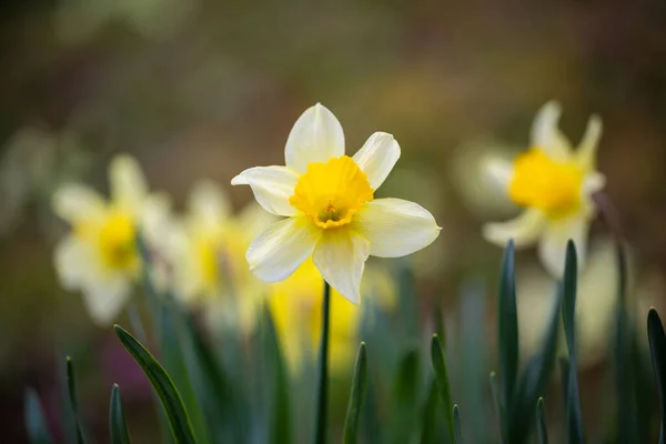Kvetoucí Záhon Žlutých Narcisů Rozmazaném Pozadí — Stock fotografie