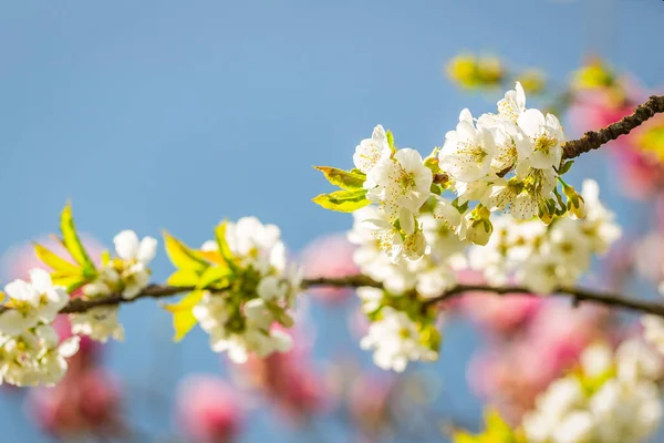 春の庭の背景にぼやけた桜 — ストック写真
