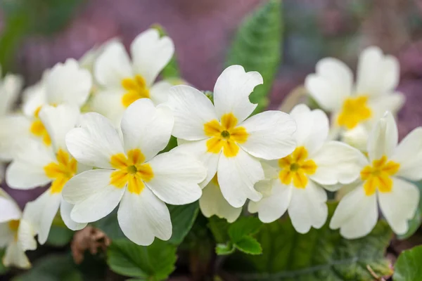 Primula Vulgaris Skupina Kvetoucích Primrose Zahradě — Stock fotografie