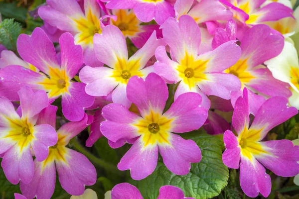 Primula Vulgaris Skupina Kvetoucích Primrose Zahradě — Stock fotografie