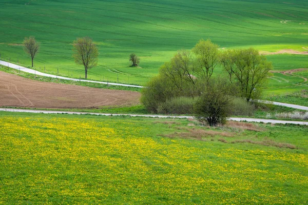 Frühlingslandschaft Mit Grünen Wiesen Und Blühendem Löwenzahn — Stockfoto