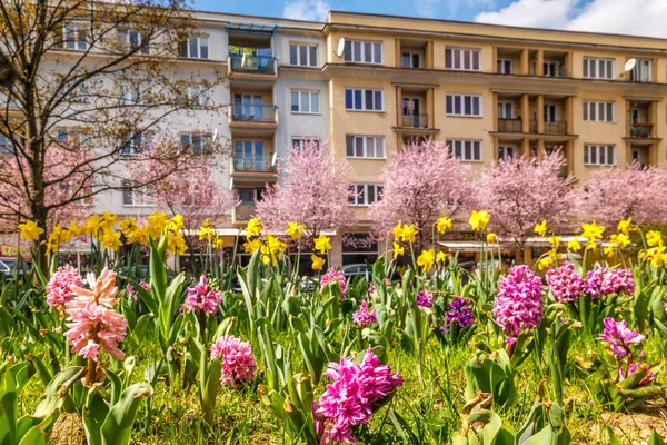 Urban spring landscape with flowering hyacinths and narcissus. City of Zilina, Slovakia, Europe.