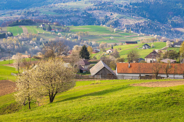 Spring rural landscape with flowering fruit trees on a sunny day. The Hrinova village in Slovakia, Europe