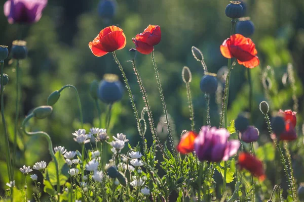 Flores Florecientes Amapola Retroiluminación Con Fondo Campo Borroso — Foto de Stock