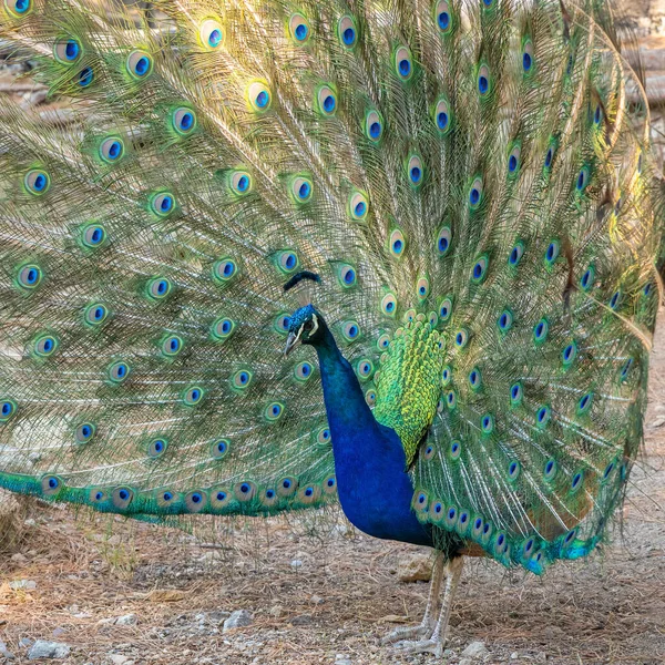 Peacock Spread Wings Profile — Fotografia de Stock