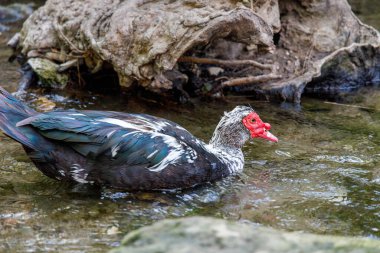 The Muscovy duck (Cairina moschata) on a stream in a forest area The seven springs waterfall in the island of Rhodes, Greece, Europe.