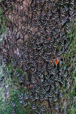 Butterflies covering the entire tree trunk, The Jersey tiger moth (Euplagia quadripunctaria rhodosensis) in The Valley of Butterflies. The Petaloudes valley nature reserve in Rhodes, Greece, Europe.