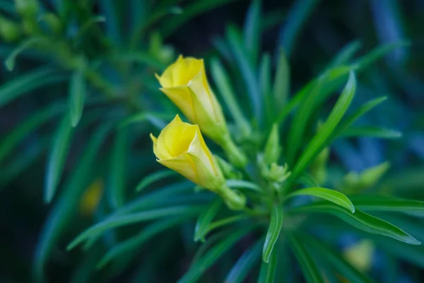 Yellow Oleander Cascabela Thevetia Thevetia Peruviana Flower Blurred Background — Stock Photo, Image