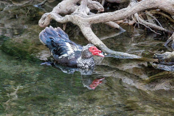 Muscovy Duck Cairina Moschata Stream Forest Area Seven Springs Waterfall — ストック写真