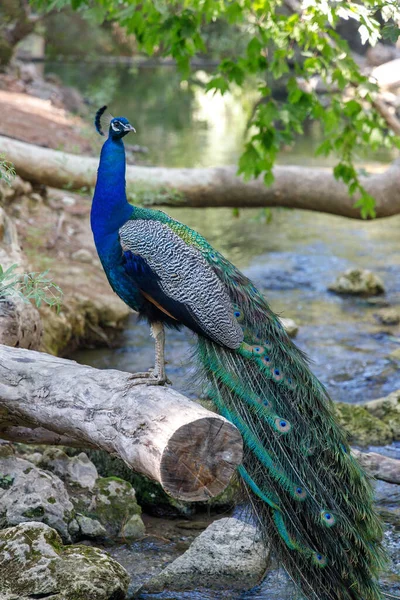 Peacock in a forest area The seven springs waterfall in the island of Rhodes, Greece, Europe.