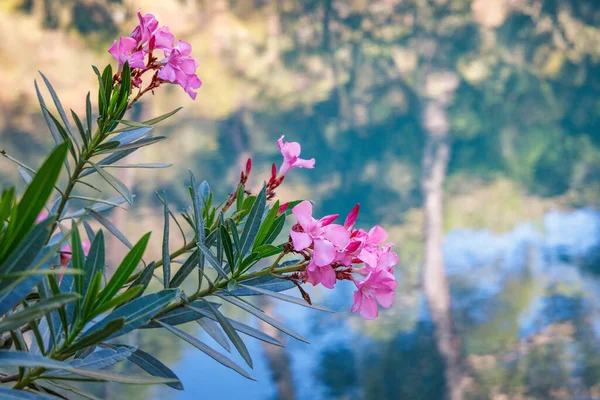 Nerium Oleander Flower Forest Area Seven Springs Waterfall Island Rhodes — Stockfoto
