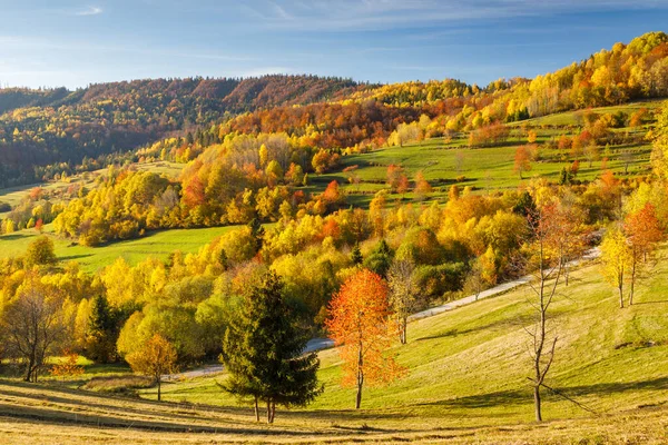 紅葉の木々の風景です スロバキア北西部のマラFatra国立公園 ヨーロッパ — ストック写真