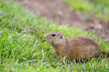 Orta Slovakya, Avrupa 'daki Muranska planina ulusal parkındaki Avrupa yer sincabı.