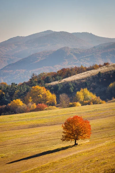 秋の風景の前にオレンジ色の冠を持つ木 南中央スロバキアのスティアヴニツァ山脈 ヨーロッパ — ストック写真
