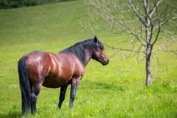 Ländliche Landschaft Schönes Braunes Pferd Auf Der Weide Der Nationalpark — Stockfoto