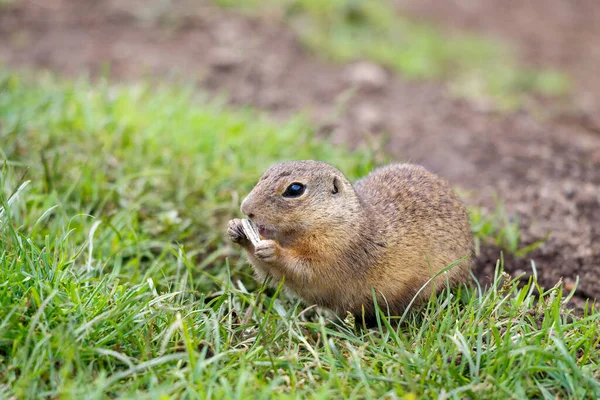 European Ground Squirrel Eating Seeds Muranska Planina Plateau National Park — Stock Photo, Image