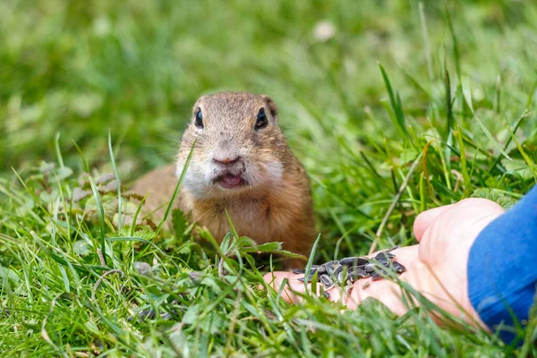 European Ground Squirrel Eating Seeds Hand Muranska Planina Plateau National — Stock Photo, Image