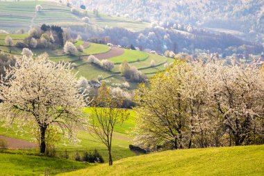 İlkbahar kırsal manzara motifi. Tepedeki çiçek açan meyve ağaçları, tarlalar ve çimenli çayırlar. Slovakya, Avrupa 'daki Hrinova köyü.
