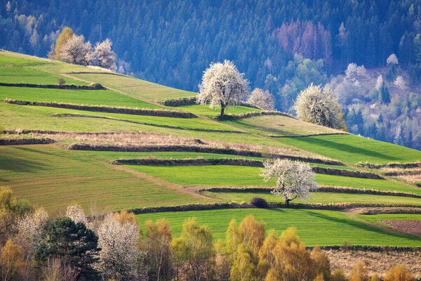 Spring rural landscape motif. Flowering fruit trees, fields and grassy meadows in the hilly countryside. The Hrinova village in Slovakia, Europe.