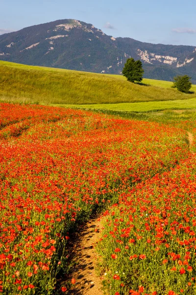 Πεδίο Ανθισμένα Κόκκινα Λουλούδια Παπαρούνας Βουνά Στο Παρασκήνιο Turiec Valley — Φωτογραφία Αρχείου