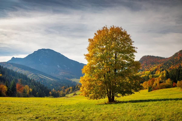 美丽的树在秋景的前景中 背景为Velky Choc山 斯洛伐克 — 图库照片