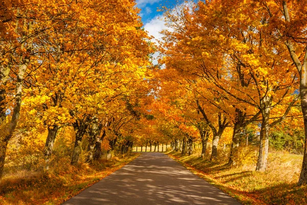 Cesta Lemovaná Jasně Zbarvenými Stromy Podzim — Stock fotografie