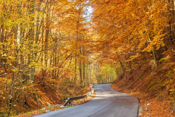 Sonbahar Ülkesinde Ormanın Içinden Geçen Yol — Stok fotoğraf