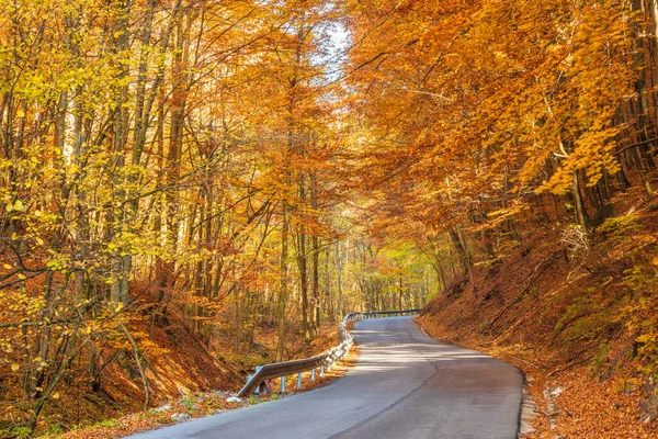 Vägen Genom Skogen Höst Land — Stockfoto