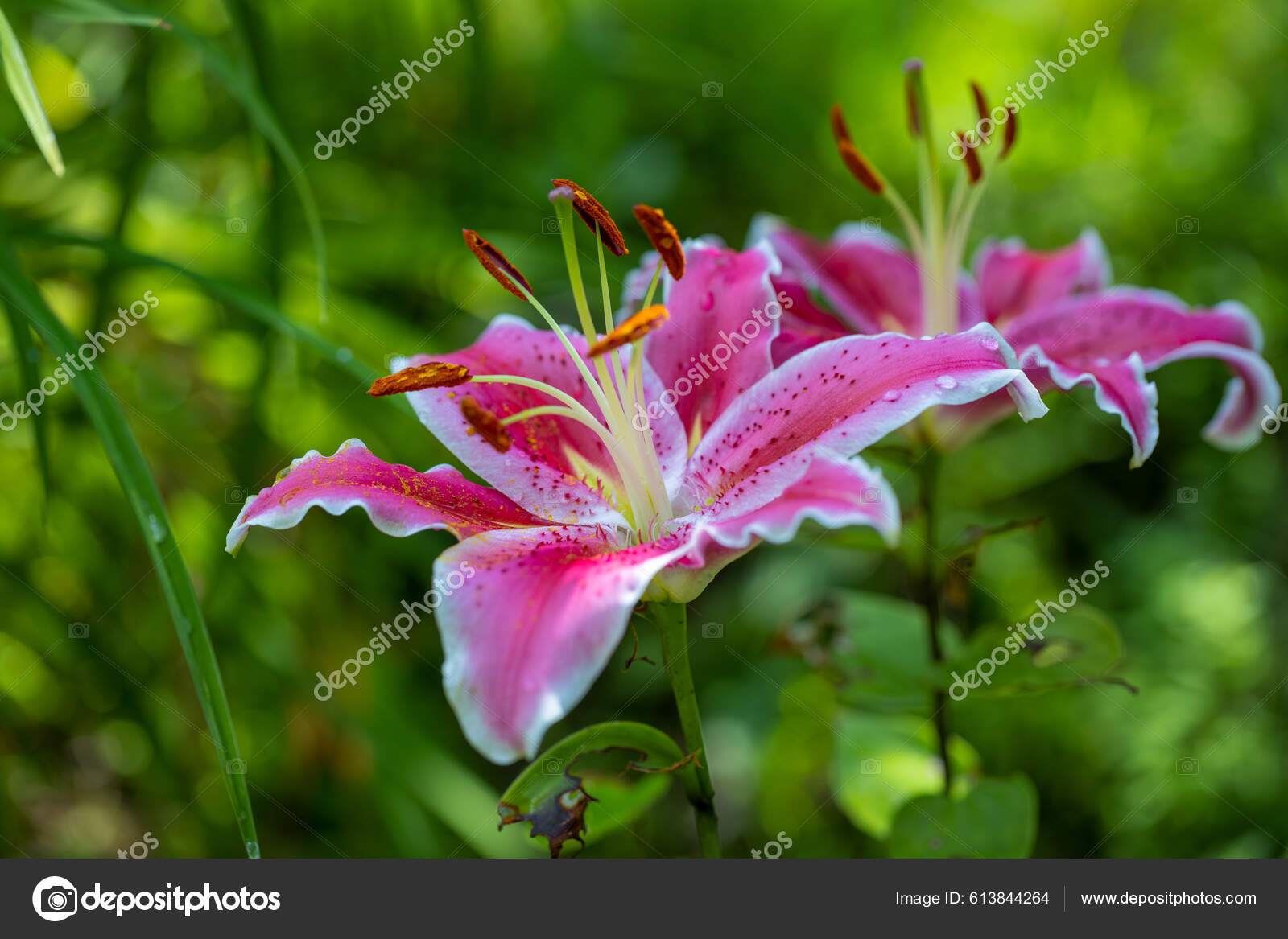 ポートフォリオ Viliam Mucha Gmail Com ストック写真 イラストとベクターアート Depositphotos