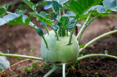 Kohlrabi kökü toprakta olgunlaşmış yapraklarla dolu..