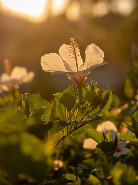 Vit Kauai Rosemallow Hibiscus Waimeae Blomma Suddig Bakgrund — Stockfoto